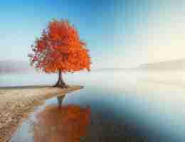 自‍动﻿排‍序﻿编‍号﻿